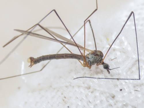 Dicranomyia sericata