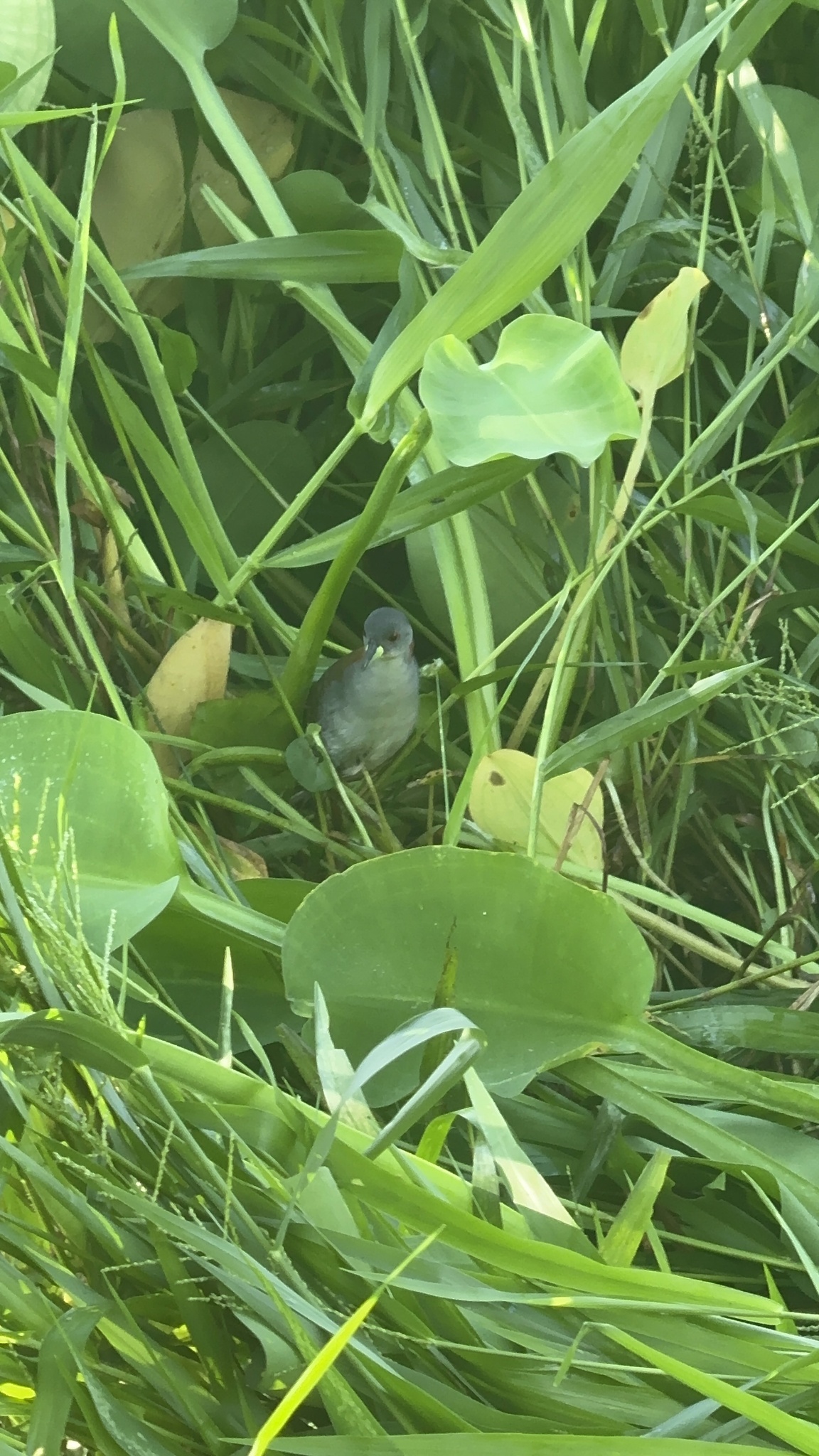 Grey-breasted Crake (Laterallus exilis), photo 4