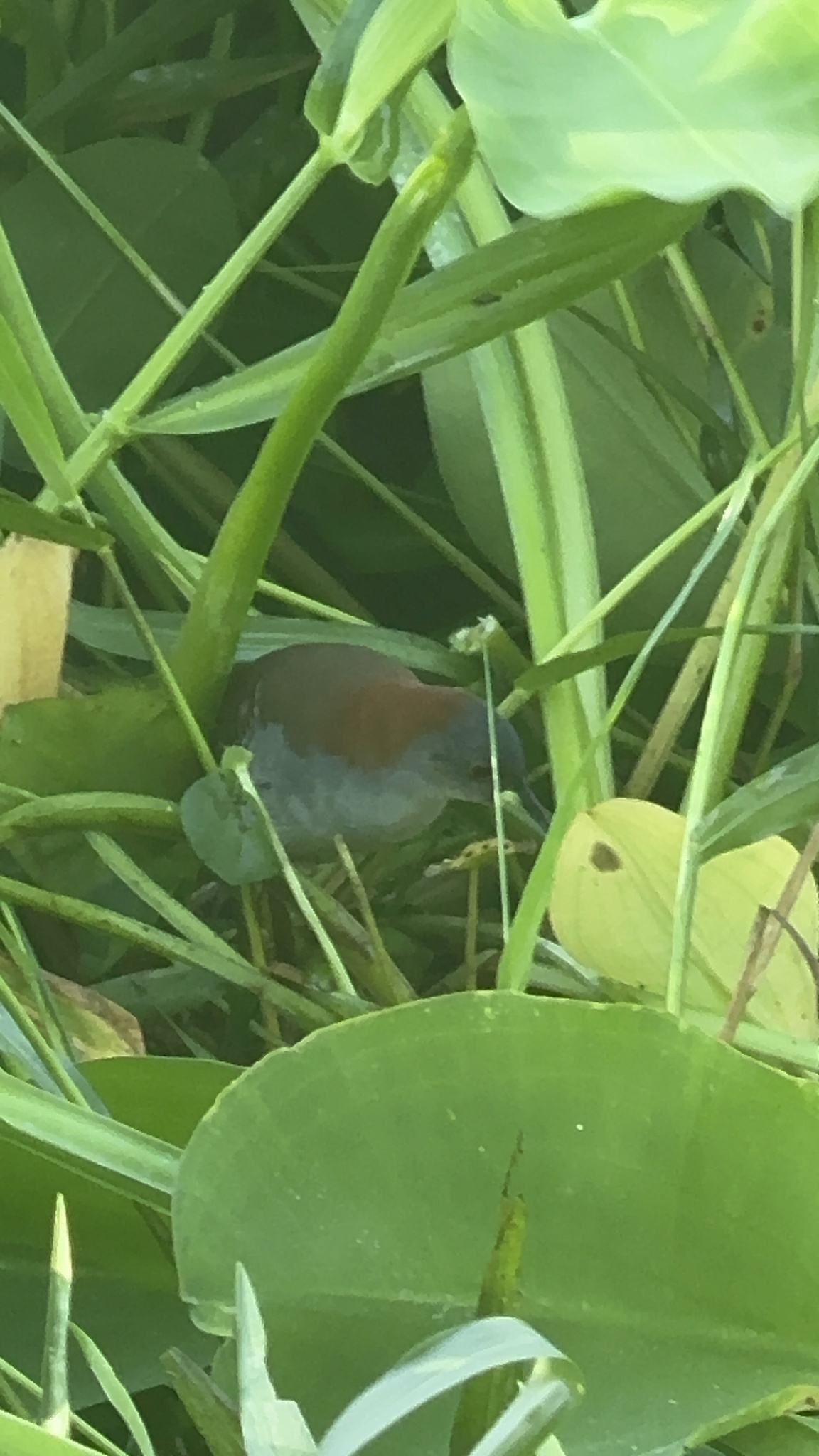 Grey-breasted Crake (Laterallus exilis), photo 5