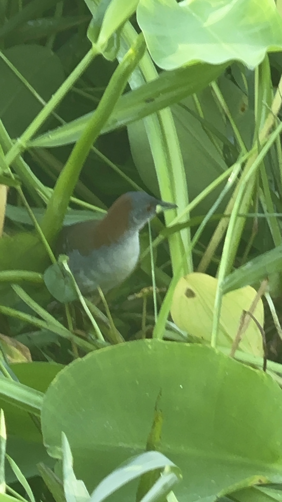 Grey-breasted Crake (Laterallus exilis), photo 6