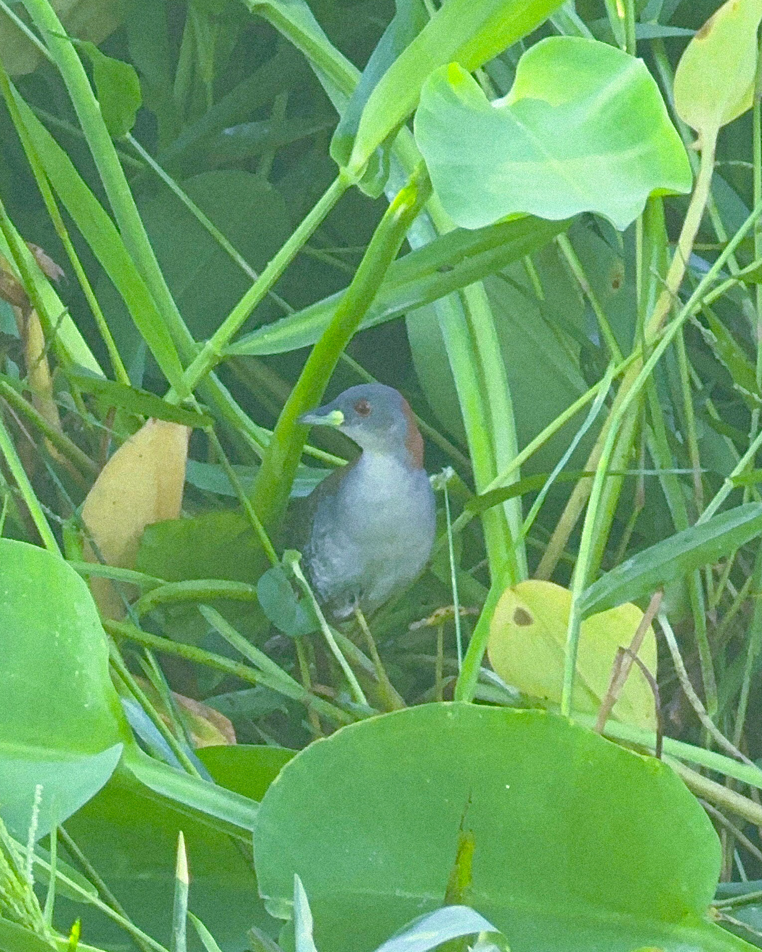 Grey-breasted Crake (Laterallus exilis), photo 3