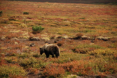 Ursus arctos beringianus
