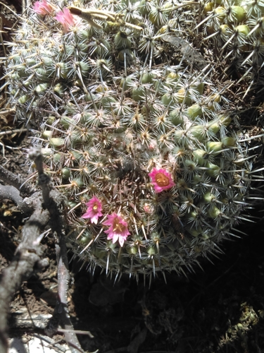 Mammillaria perbella