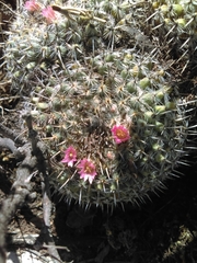 Mammillaria perbella