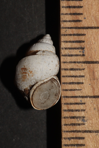 Representative image of Bithynia