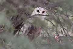 Tyto alba poensis
