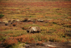 Ursus arctos beringianus