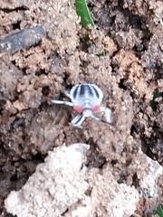 Tessaratoma papillosa