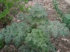 Anthriscus sylvestris