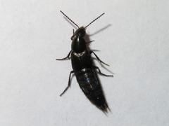 Philonthus cognatus