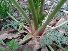 Anthriscus sylvestris