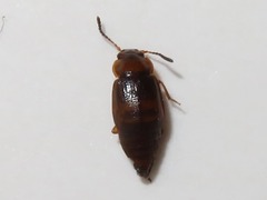 Anthobium unicolor