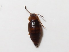 Anthobium unicolor