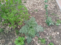 Anthriscus sylvestris