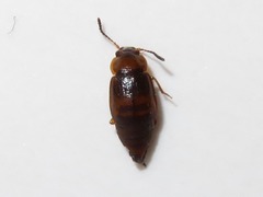 Anthobium unicolor