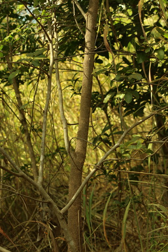 Copaifera langsdorffii, photograph 6