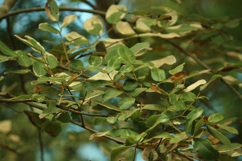 Copaifera langsdorffii, photograph 5
