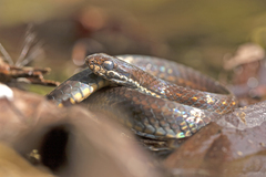 Saphenophis boursieri