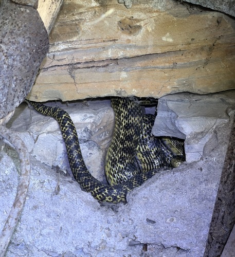 East-Four-lined Ratsnake