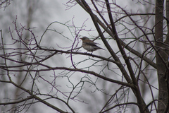 Turdus pilaris