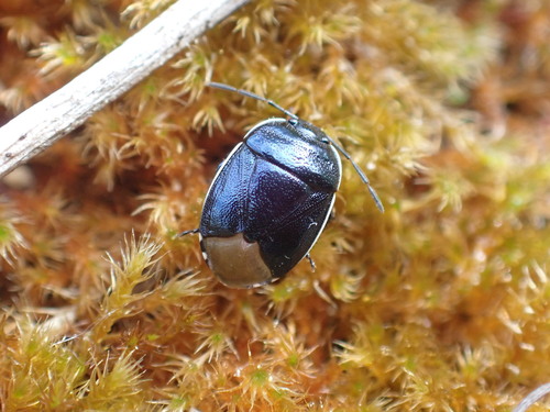 Canthophorus dubius