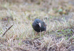 Sturnus vulgaris