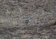 Cyanistes caeruleus