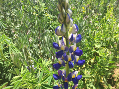 Lupinus bogotensis