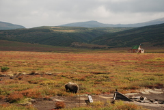 Ursus arctos beringianus