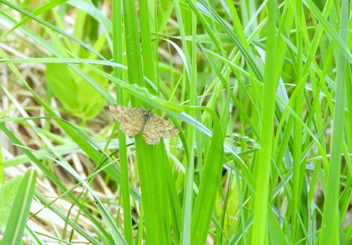 Common Heath