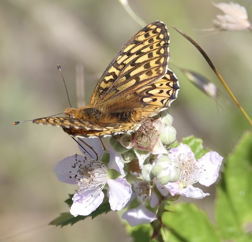 Callippe Fritillary photo 4