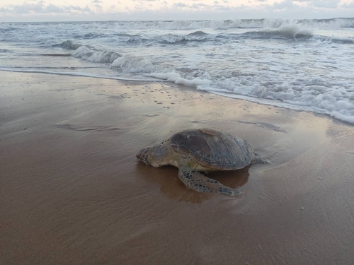 Green Sea Turtle