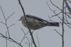 Turdus pilaris