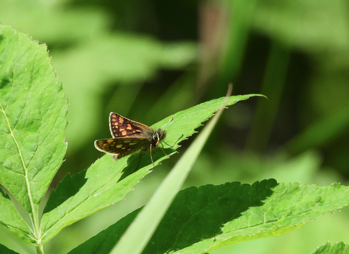 Chequered Skipper