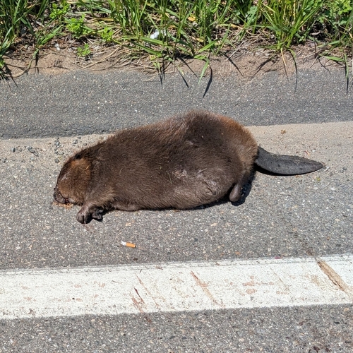 American Beaver