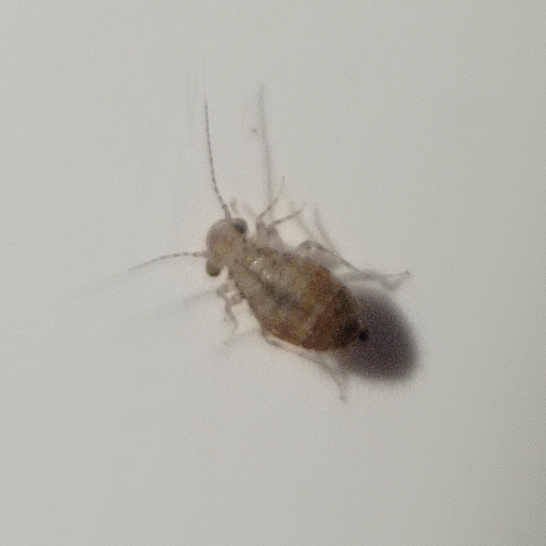 Cerobasis guestfalica