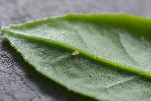 Observations by tref · iNaturalist