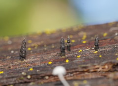 Xylaria apiculata