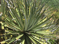 Puya mollis