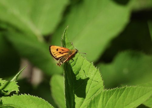 Northern Chequered Skipper