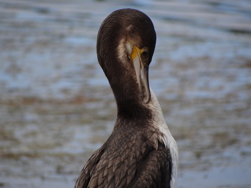 iNaturalist image