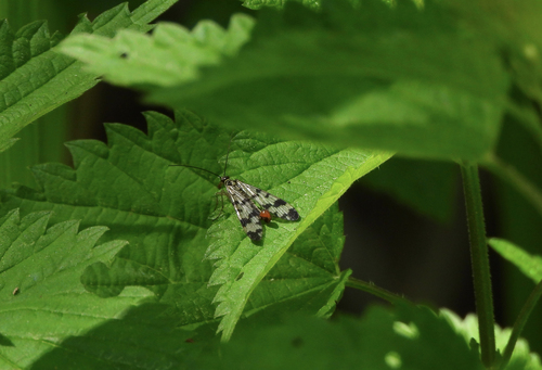 Common European Scorpionfly