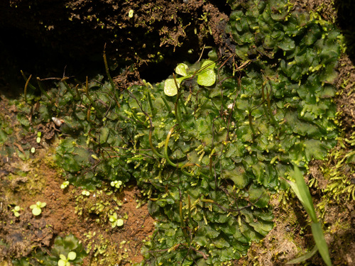 Phaeoceros laevis observed 2026-05-26