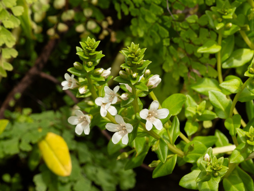 Lysimachia mauritiana observed 2026-05-26