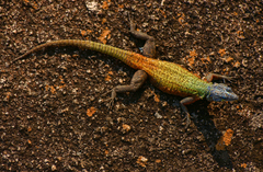 Platysaurus intermedius