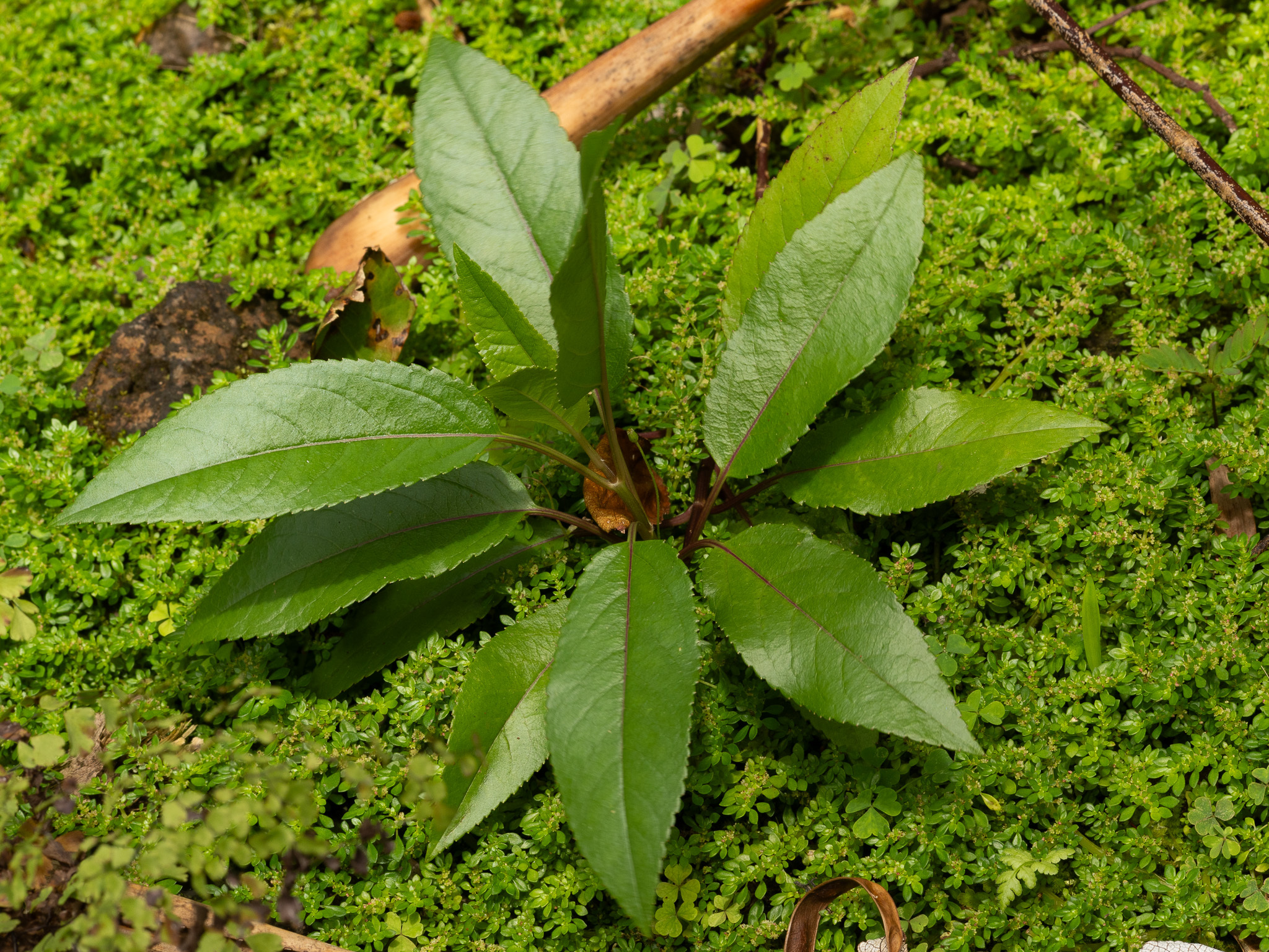 Stenogyne kealiae