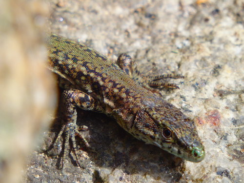 Podarcis lusitanicus