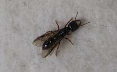 Amblyopone australis