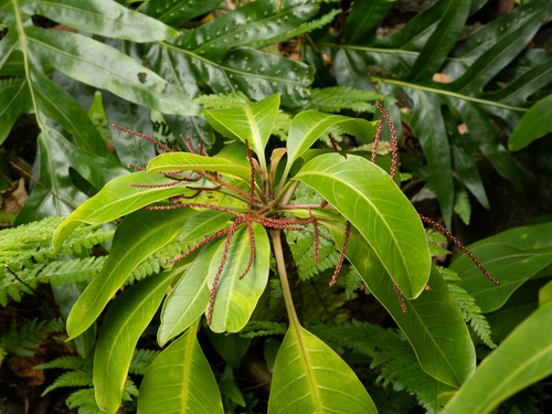 Charpentiera densiflora observed 2026-05-26