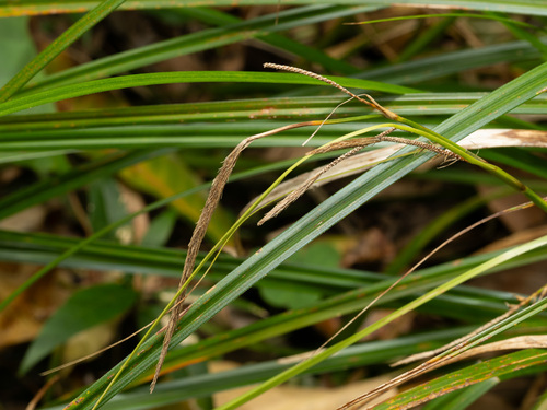 Carex wahuensis observed 2026-05-26